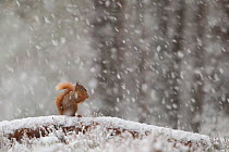 Red Squirrel (Sciurus vulgaris) in pine forest, feeding in heavy snowfall. Glenfeshie, Scotland, January.
