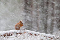 Red Squirrel (Sciurus vulgaris) feeding in heavy snowfall. Glenfeshie, Scotland, January.