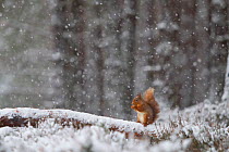 Red Squirrel (Sciurus vulgaris) feeding in heavy snowfall. Glenfeshie, Scotland, January.