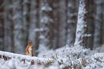 Red Squirrel (Sciurus vulgaris) in snowy pine forest. Glenfeshie, Scotland, January.