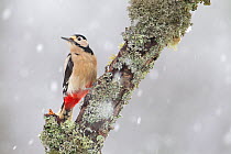 Great Spotted Woodpecker (Dendrocopus major) in snowfall. Cairngorms National Park, Scotland, February.