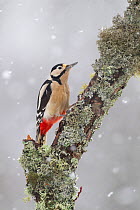 Great Spotted Woodpecker (Dendrocopus major) in snowfall. Cairngorms National Park, Scotland, February.