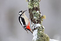 Great Spotted Woodpecker (Dendrocopus major) in winter. Cairngorms National Park, Scotland, February.