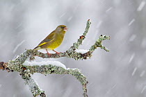 Greenfinch (Carduelis chloris) in snowfall. Cairngorms National Park, Scotland, February.