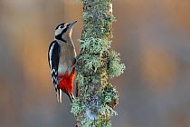 Great Spotted Woodpecker (Dendrocopus major) foraging on birch branch. Cairngorms National Park, Scotland.