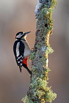RF- Great Spotted Woodpecker (Dendrocopus major) foraging on birch branch. Cairngorms National Park, Scotland. (This image may be licensed either as rights managed or royalty free.)
