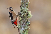 Great Spotted Woodpecker (Dendrocopus major) on birch tree, Cairngorms National Park, Scotland, December.