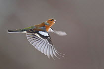 Chaffinch (Fringilla coelebs) male in flight. Glenfeshie, Scotland, February.