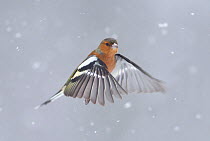 RF- Chaffinch (Fringilla coelebs) male in flight in snow. Glenfeshie, Scotland, February. (This image may be licensed either as rights managed or royalty free.)