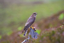 Merlin (Falco columbarius) female on perch with Meadow Pipit chick prey for its offspring. Sutherland, Scotland, June.