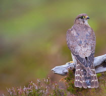 Merlin (Falco columbarius) female on perch with Meadow Pipit chick prey, legs just visible, for its offspring. Sutherland, Scotland, June.
