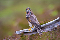 Merlin (Falco columbarius) female on perch with Meadow Pipit chick prey for its offspring. Sutherland, Scotland, June.