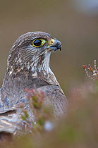 Female Merlin (Falco columbarius) portrait. Sutherland, Scotland, June.