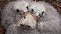 Merlin (Falco columbarius) chicks at nest site. Sutherland, Scotland, June.
