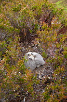 Merlin (Falco columbarius) chicks at nest site. Sutherland, Scotland, June.