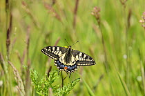 Swallowtail Butterfly (Papilio machaon britannicus). Strumpshaw Fen, Norfolk, June.