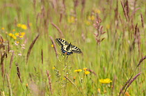 Swallowtail Butterfly (Papilio machaon britannicus) among fen flowers and grasses. Strumpshaw Fen, Norfolk, June.