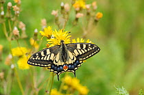 RF - Swallowtail Butterfly (Papilio machaon britannicus) on hawkbit flower. Strumpshaw Fen, Norfolk, June. (This image may be licensed either as rights managed or royalty free.)