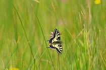 Swallowtail Butterfly (Papilio machaon britannicus) on fen grasses. Strumpshaw Fen, Norfolk, June.