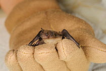 Nathusius' Pipistrelle (Pipistrellus nathusii). Orphan hand-raised by Kent Bat Group. Kent, UK, June.