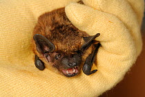 Orphan Serotine Bat (Eptesicus serotinus) hand raised by Hazel Ryan of the Kent Bat Group. Now an adult unfit for release. Kent, UK, June.
