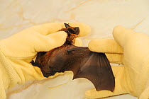 Orphan Serotine Bat (Eptesicus serotinus) hand raised by Hazel Ryan of the Kent Bat Group. Now an adult unfit for release. Kent, UK, June.