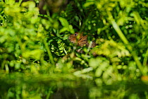 Water Vole (Arvicola amphibius / terrestris) foraging by water. Kent, UK, August.