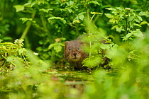Water Vole (Arvicola amphibius / terrestris) foraging by water. Kent, UK, August. Did you know? Although mostly vegetarians, some water voles have been known to eat frogs' legs to get extra protein.