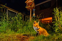 Red fox (Vulpes vulpes) feeding in house garden managed for widlife. First year cub. Kent, UK, June. Camera trap image. Property released.