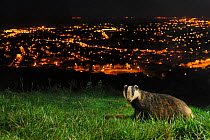 European Badger (Meles meles) on the North Downs above Folkestone. Kent, UK, June. Camera trap photo.