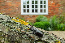 Stag Beetle (Lucanus cervus) in defensive posture; male in garden where it emerged naturally. Kent, UK, June. Controlled situation.