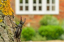 Stag Beetle (Lucanus cervus) in defensive posture; male in garden where it emerged naturally. Kent, UK, June. Controlled situation. Did you know? Stag Beetles stay still when they see a large object a...