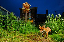 Red fox (Vulpes vulpes) foraging for scraps in town house garden managed for widlife. First year cub. Kent, UK, June. Camera trap image. Property released.