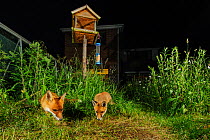 Red foxes (Vulpes vulpes) foraging for scaps in town house garden managed for widlife. Vixen and cub. Kent, UK, June. Camera trap image. Property released.