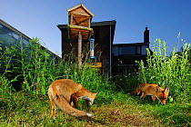 Red fox (Vulpes vulpes) foraging for scaps in town house garden managed for widlife. Vixen and cub. Kent, UK, June. Camera trap image. Property released.