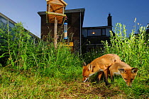 Red foxes (Vulpes vulpes) foraging for scaps in town house garden managed for widlife. Vixen and cub. Kent, UK, June. Camera trap image. Property released.
