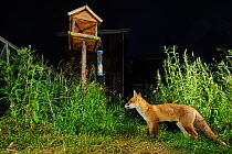 Red fox (Vulpes vulpes) foraging in town house garden managed for widlife. First year cub. Kent, UK. Camera trap image. Property released.