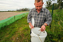Slow worms (Anguis fragilis) being released by ecologist Brett Lewis into new habitat next to a brownfield site scheduled for development. Kent, UK, June 2012. Model released.