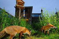 Red foxes (Vulpes vulpes) foraging in town house garden managed for widlife. Vixen and cub. Kent, UK, June. Camera trap image. Property released.