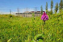 Pyramidal Orchid, (Anacamptis pyramidalis), on brownfield site being cleared for development. Kent, UK, June 2012.