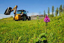Pyramidal Orchid, (Anacamptis pyramidalis), on brownfield site being cleared for development with digging vehicle passing. Kent, UK, June 2012.