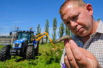 Slow worm (Anguis fragilis) being removed from brownfield site scheduled for development as part of mitigation project by Ecologist Brett Lewis, with tractor in background. Kent, UK, June 2012.