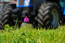 Pyramidal Orchid, (Anacamptis pyramidalis), on brownfield site being cleared for development with vehicle in background. Kent, UK, June 2012.