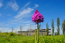 Pyramidal Orchid, (Anacamptis pyramidalis), on brownfield site being cleared for development. Kent, UK, June 2012.