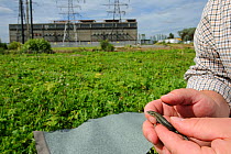 Common lizard (Zootoca / Lacerta vivipara) being removed from brownfield site scheduled for development as part of mitigation project by Ecologist Brett Lewis. Kent, UK, June 2012.
