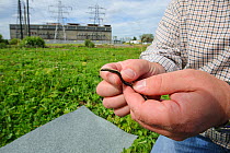 Slow worm (Anguis fragilis) being removed from brownfield site scheduled for development as part of mitigation project by Ecologist Brett Lewis. Kent, UK, June 2012.
