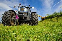 Pyramidal Orchid (Anacamptis pyramidalis) on brownfield site being cleared for development with vehicle in background. Kent, UK, June 2012.