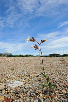 White campion (Silene latifolia) growing on brownfield site scheduled for development. Kent, UK, June.