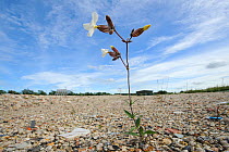 White campion (Silene latifolia) growing on brownfield site scheduled for development. Kent, UK, June 2012.