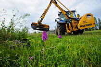 Pyramidal Orchid (Anacamptis pyramidalis), on brownfield site being cleared for development with vehicle in background. Kent, UK, June 2012.
